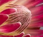 Fleur