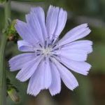 Fleur