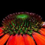 Fleur